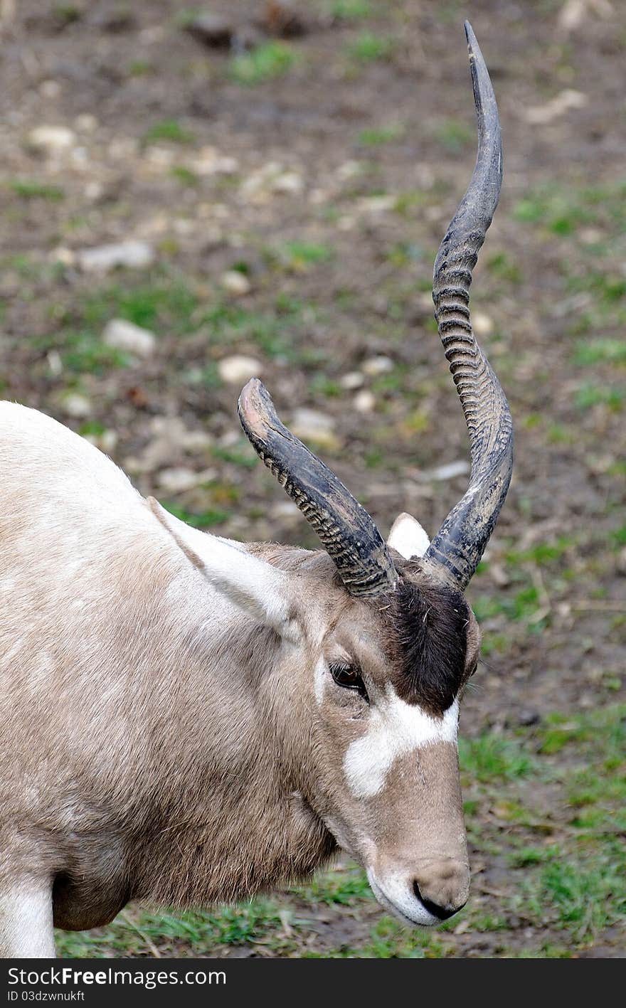 Side portrait of impala or gazelle with broken antler in countryside. Side portrait of impala or gazelle with broken antler in countryside.