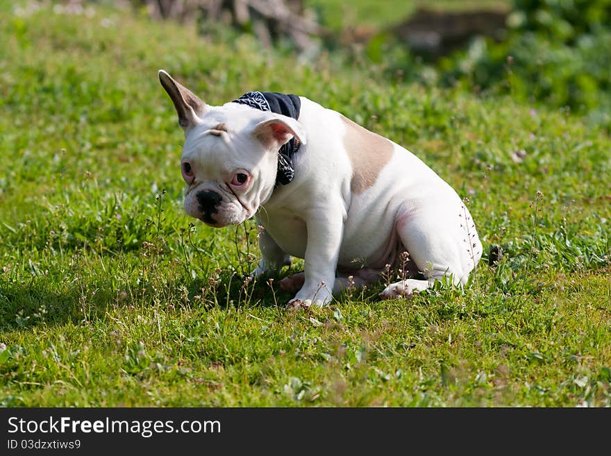 Shy French Bulldog Sitting On Grass