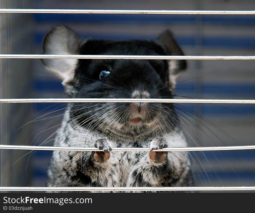 Chinchilla sitting in a cage