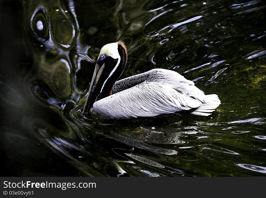 A brown pelican floating in green water