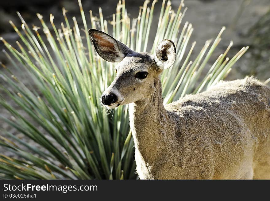 A female mule deer standing in front of a palm