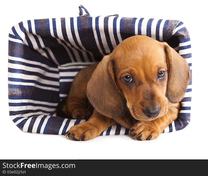 Dachshund  puppy and white  background. Dachshund  puppy and white  background