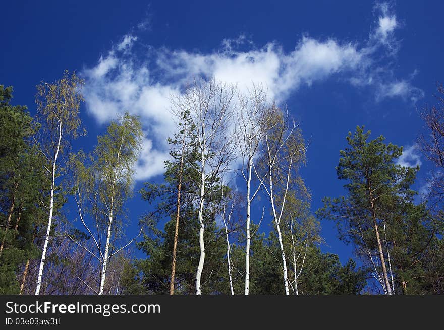 Spring forest and blue sky with clouds