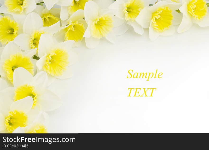 Border of fresh daffodils on a white background