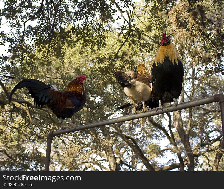 Roosters Perching