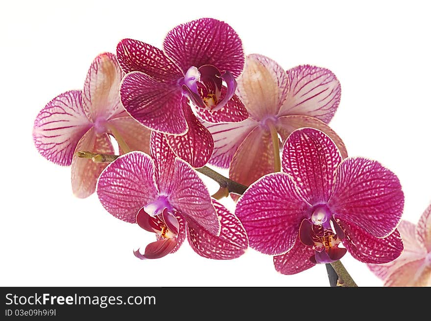 Red striped orchid flowers isolated on a white background. Red striped orchid flowers isolated on a white background