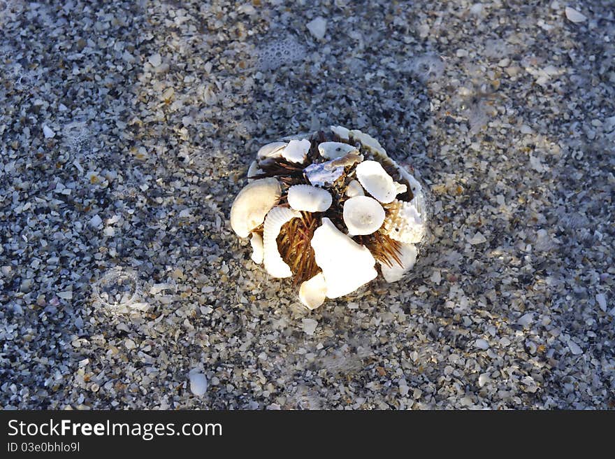 Close up picture of a sea urchin washed up on the beach.