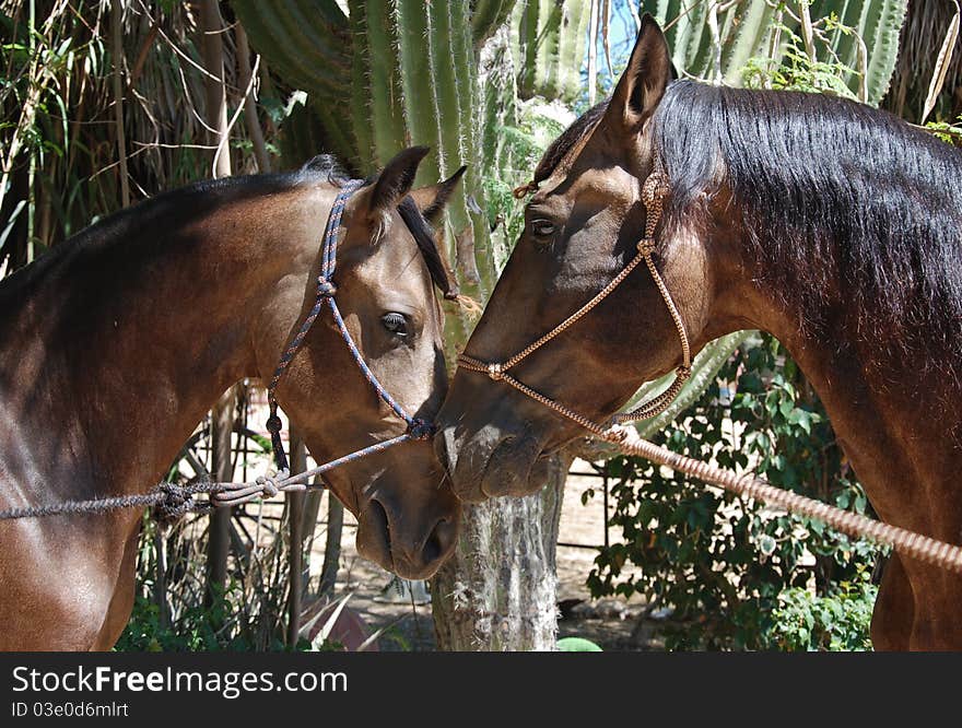 Portuguese Stallion greeting his son a young colt. Portuguese Stallion greeting his son a young colt