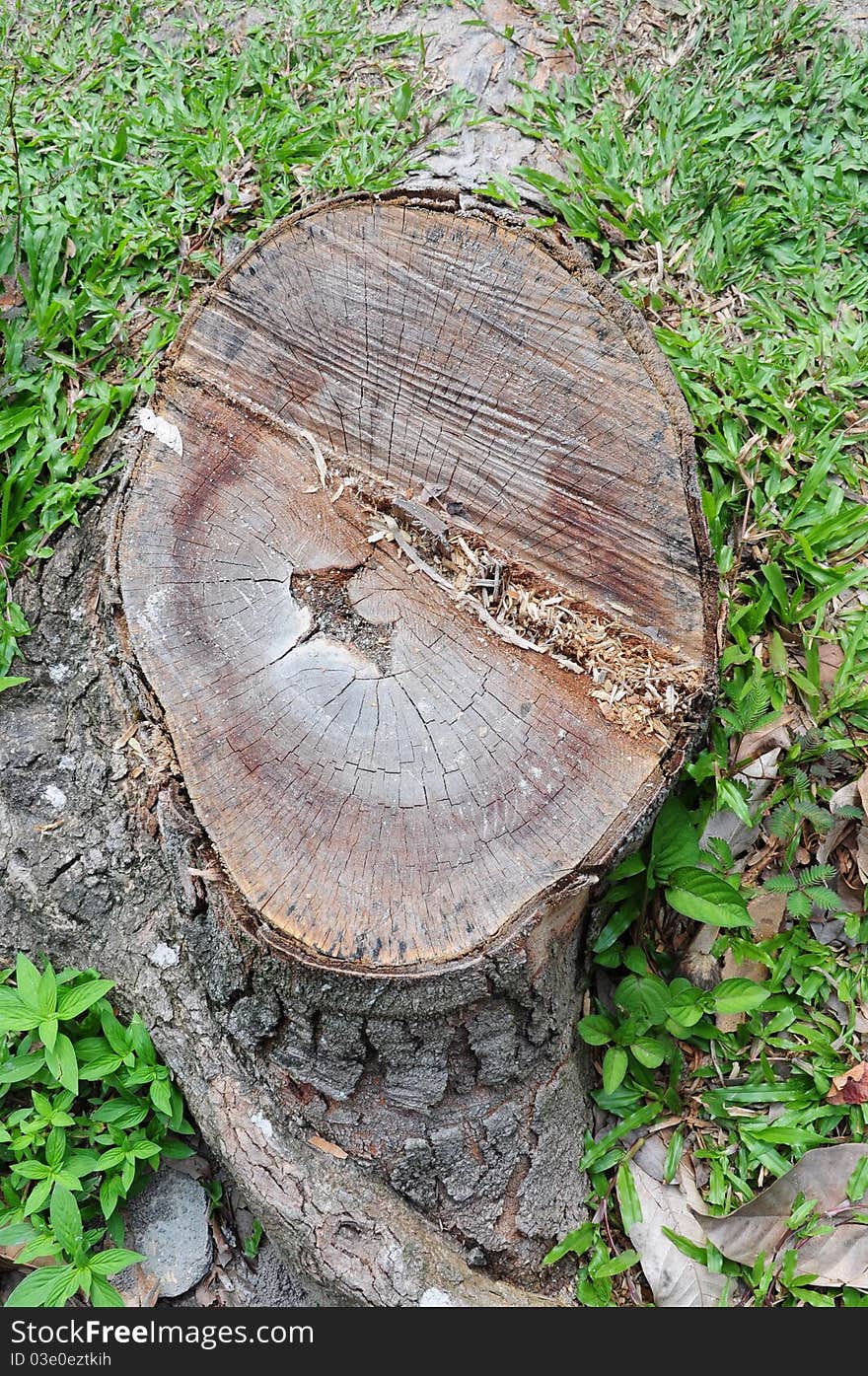 Tree Stump