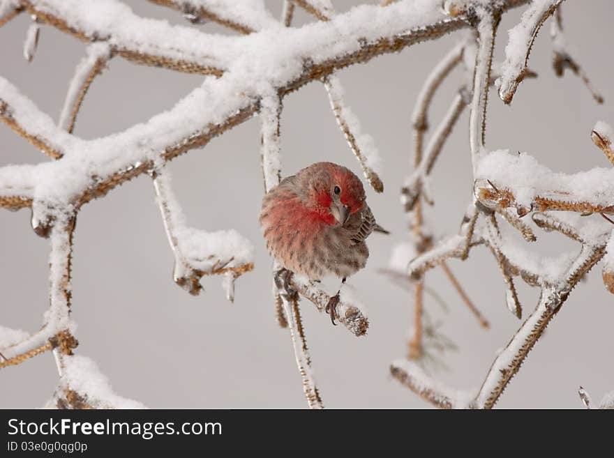 A purple finch perched in snow and ice covered tree branches