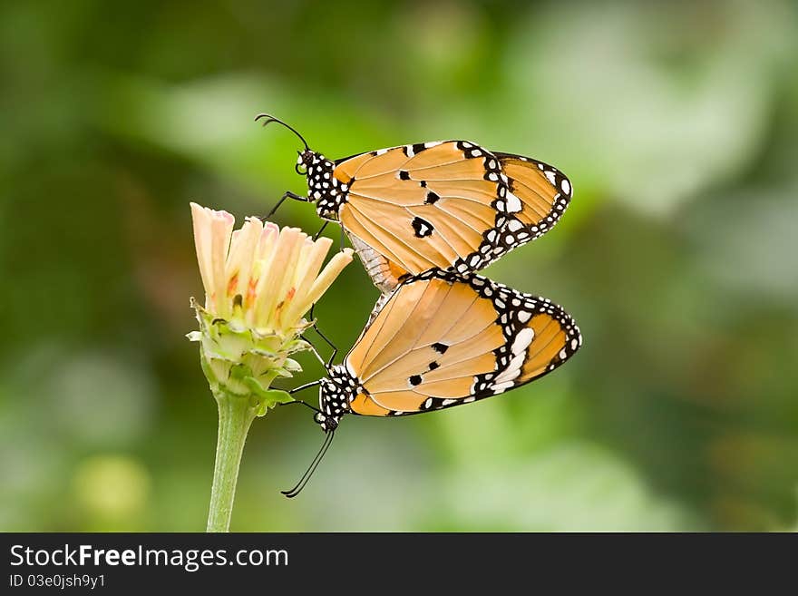 Butterfly love