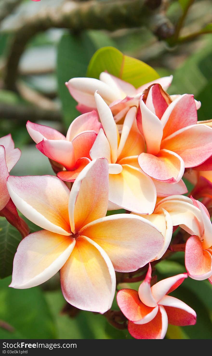 Plumeria flowers on the tree