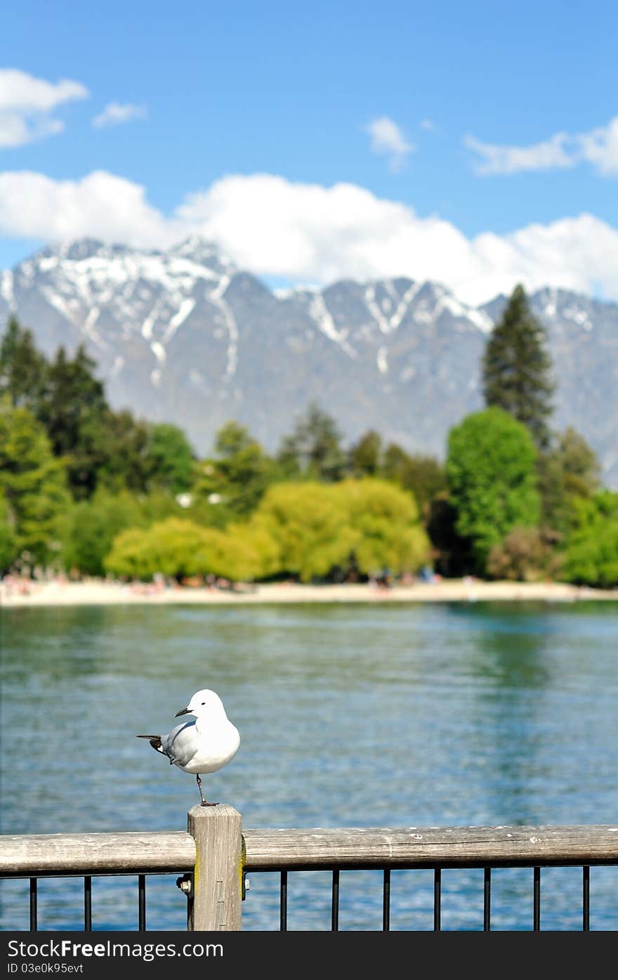 Queenstown seagull