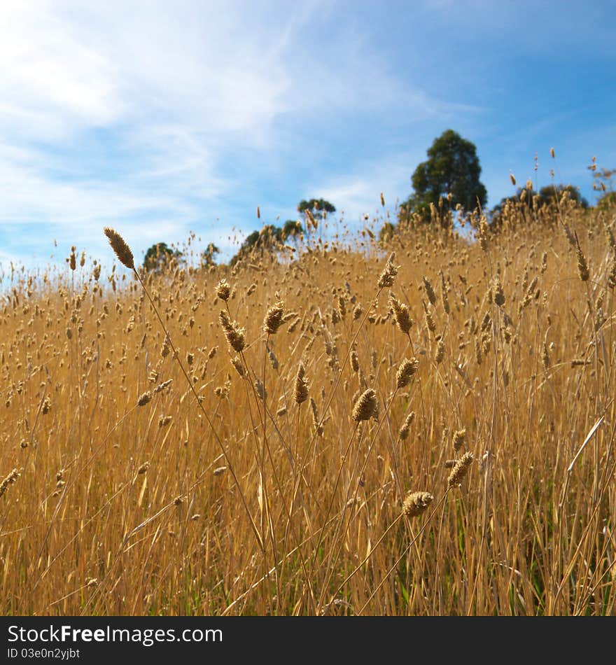 A golden field of yellow grass, Tasmania, Australia. A golden field of yellow grass, Tasmania, Australia.