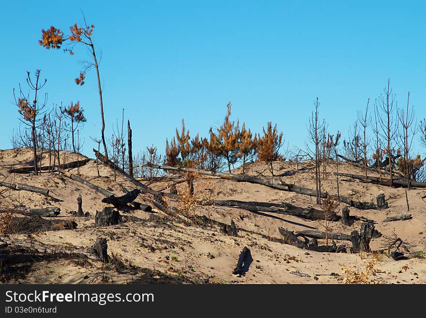 Bushfire