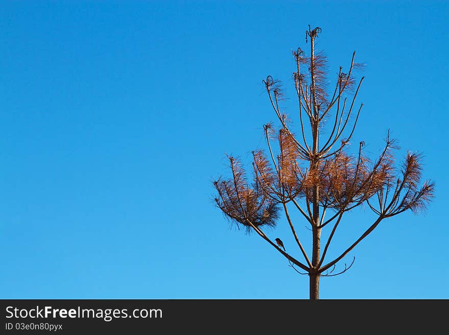 A robin sitting in the branches of a small pine tree after bush fires. A robin sitting in the branches of a small pine tree after bush fires.