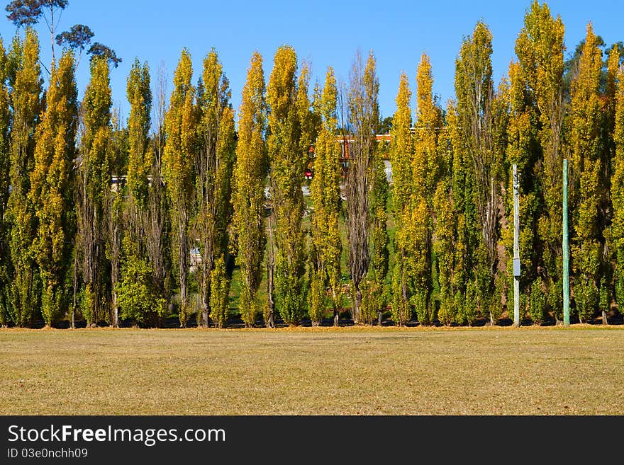 Line of poplars on a bright autumn day in New Norfolk, Tasmania.