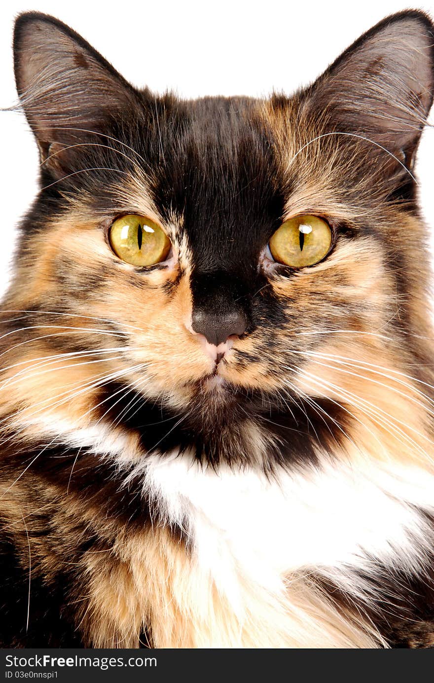 Calico Portrait