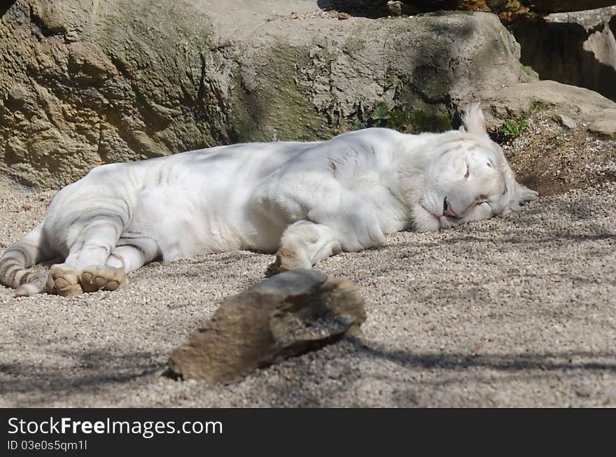 Sleeping white tiger