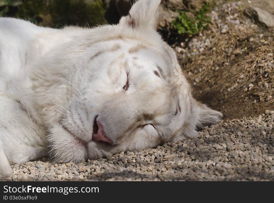 Sleeping white tiger - Detail