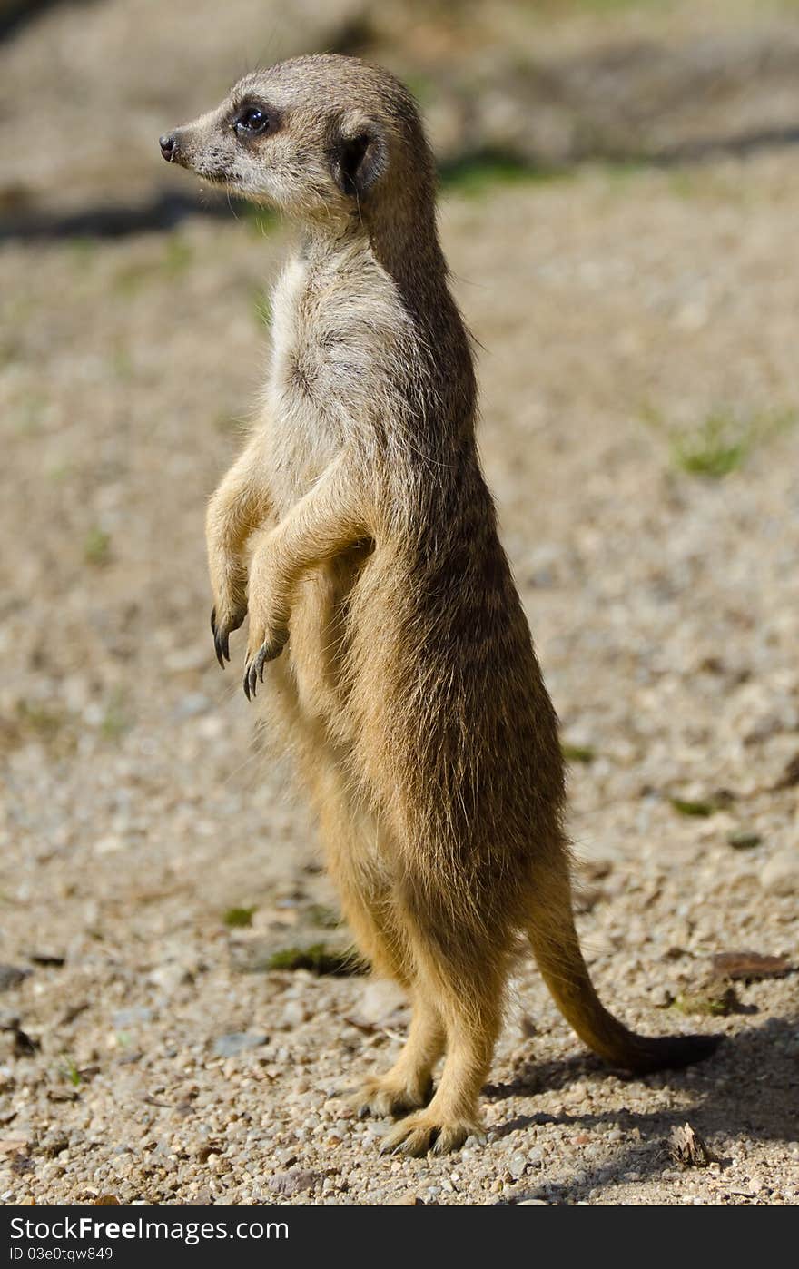 Meerkat patrol