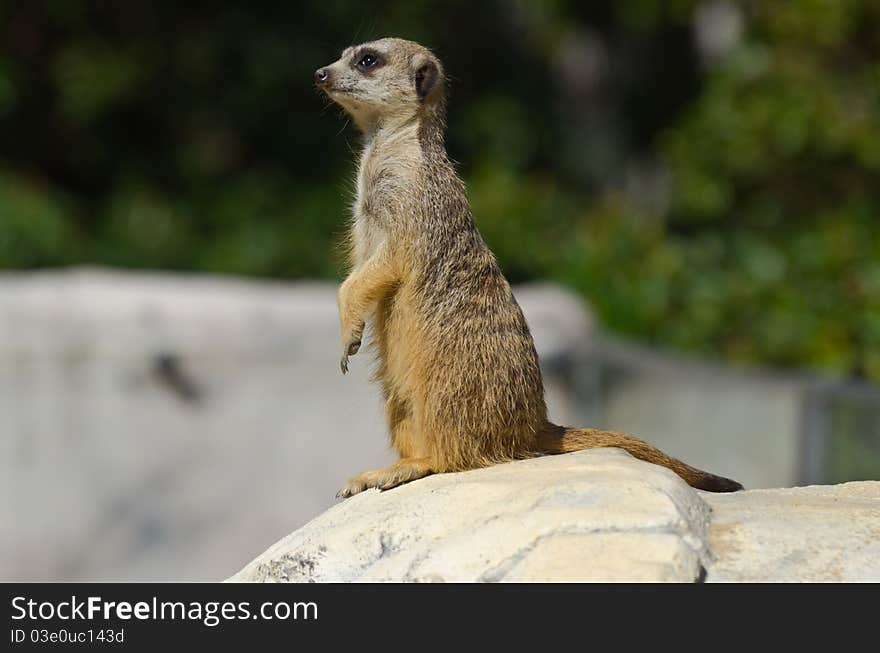 Meerkat Patrolling Stone