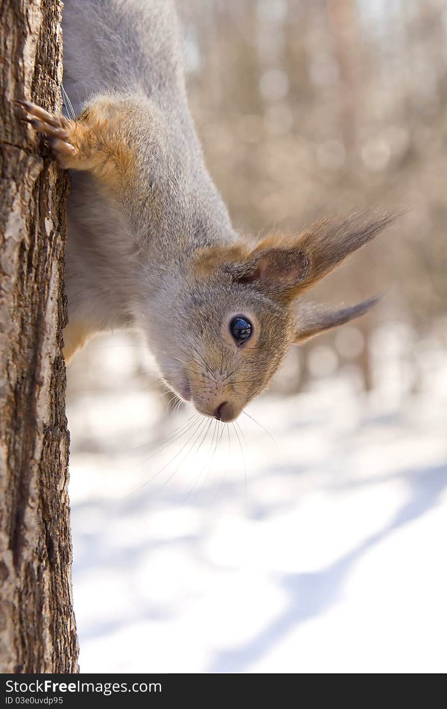 Funny squirrel in the spring forest