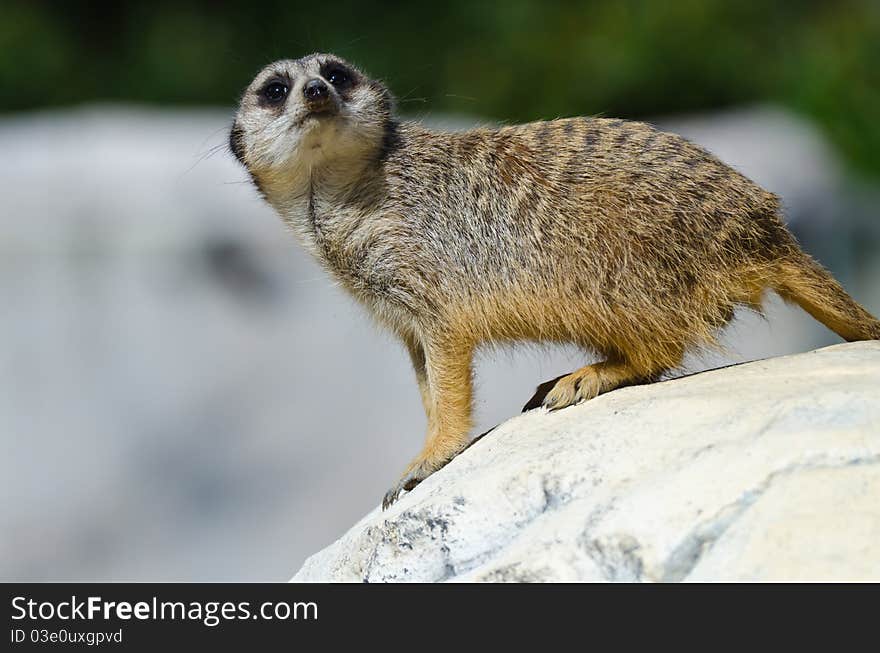 Meerkat on rock