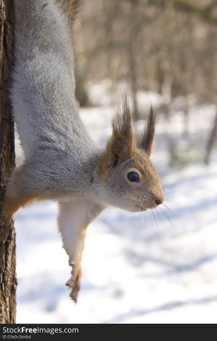 Funny squirrel in the spring forest