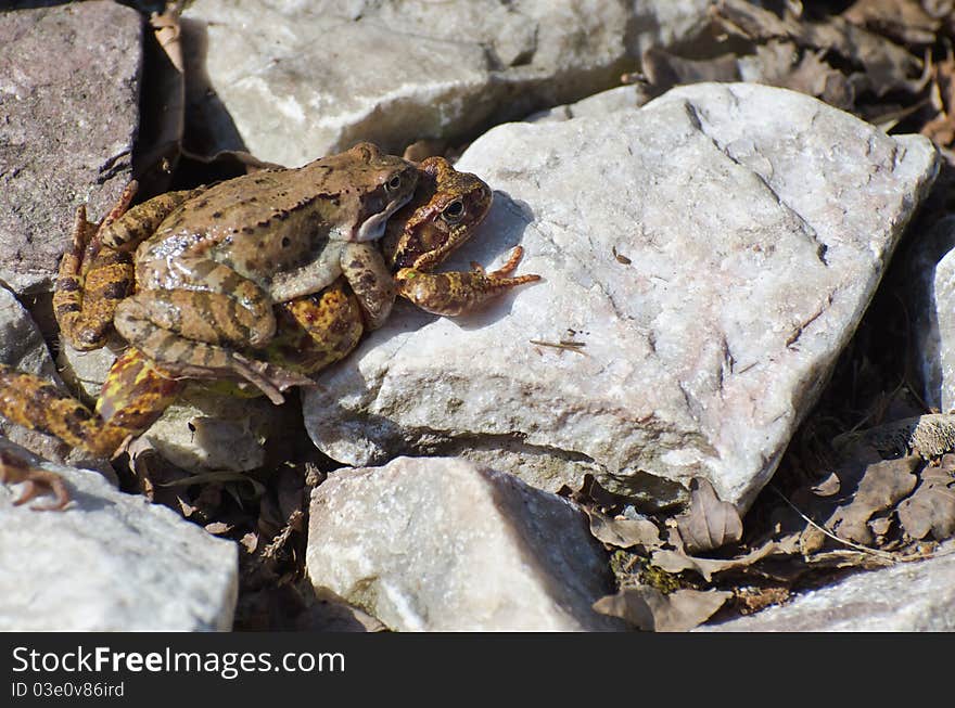 Couple frogs