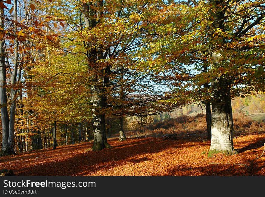 Beautiful quiet park in autumnal colors