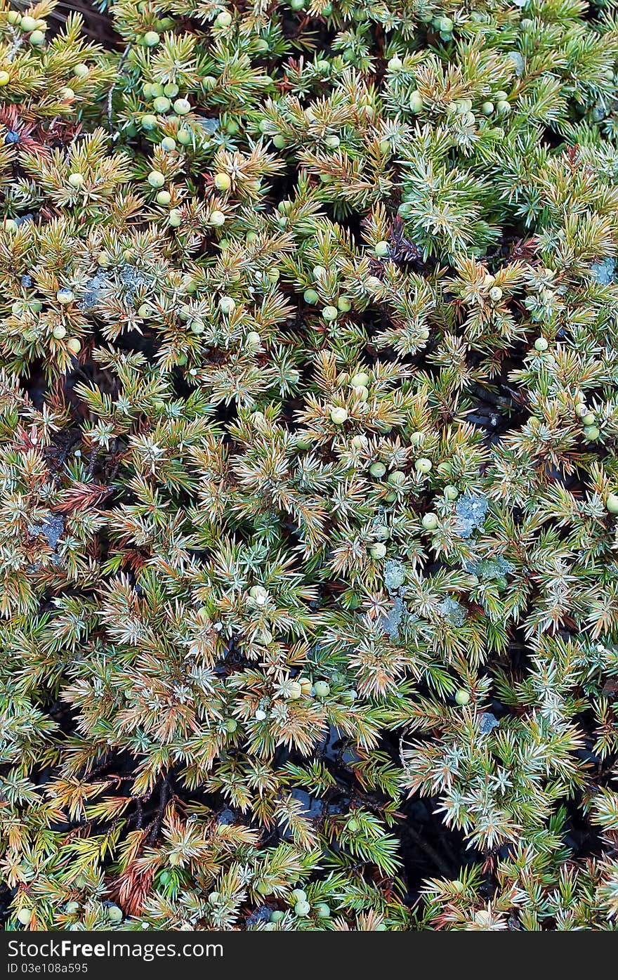 Creeping juniper with berries growing on the mountain Chater-Dag in Crimea