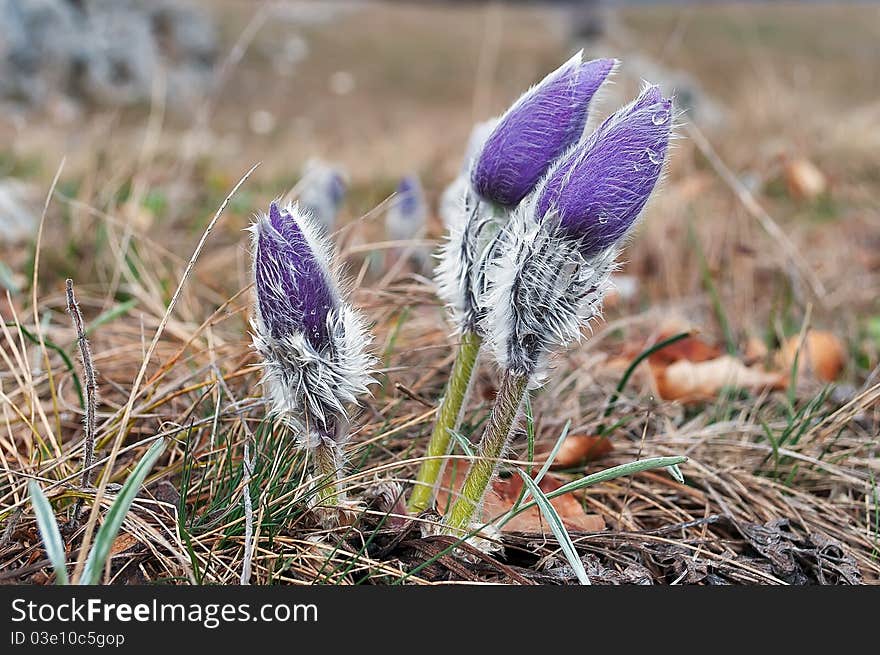 Crocus flowers growing on the mountain Chater-Dag in Crimea