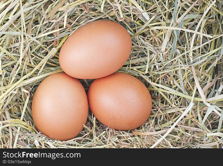 Three fresh eggs in hay