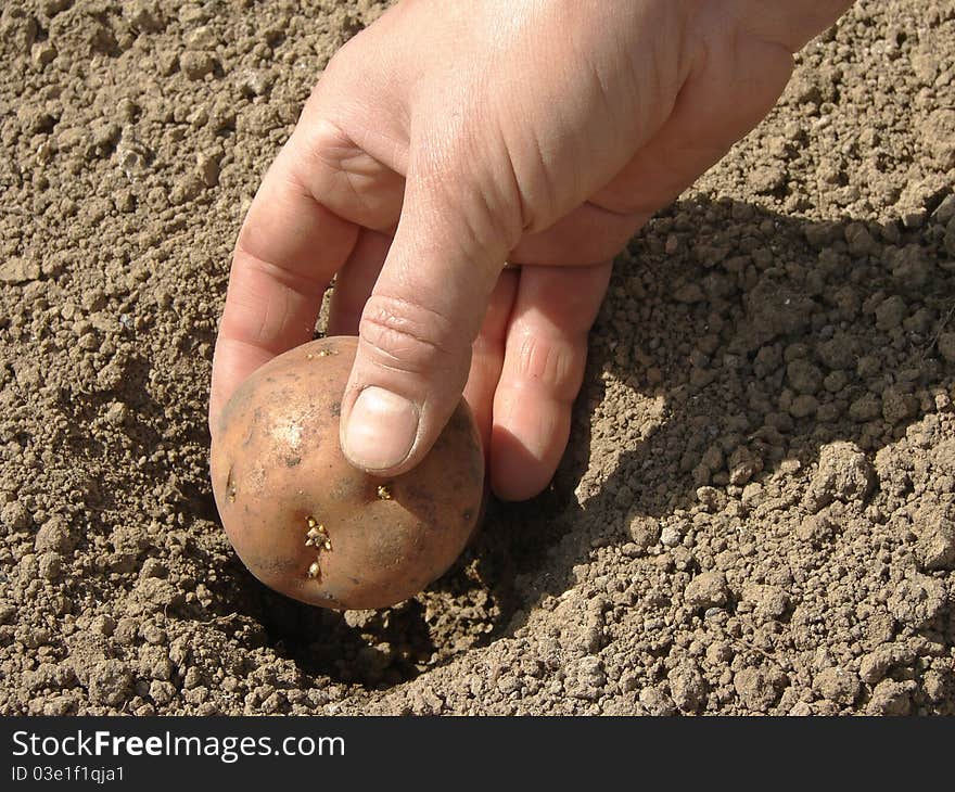 Planting Potato