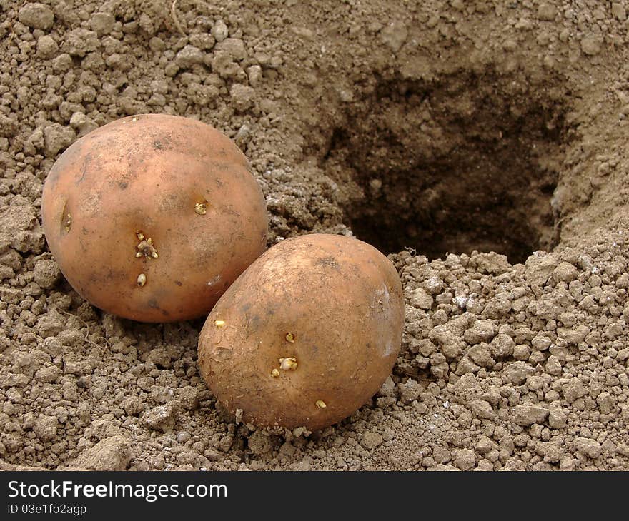 Planting Potatoes