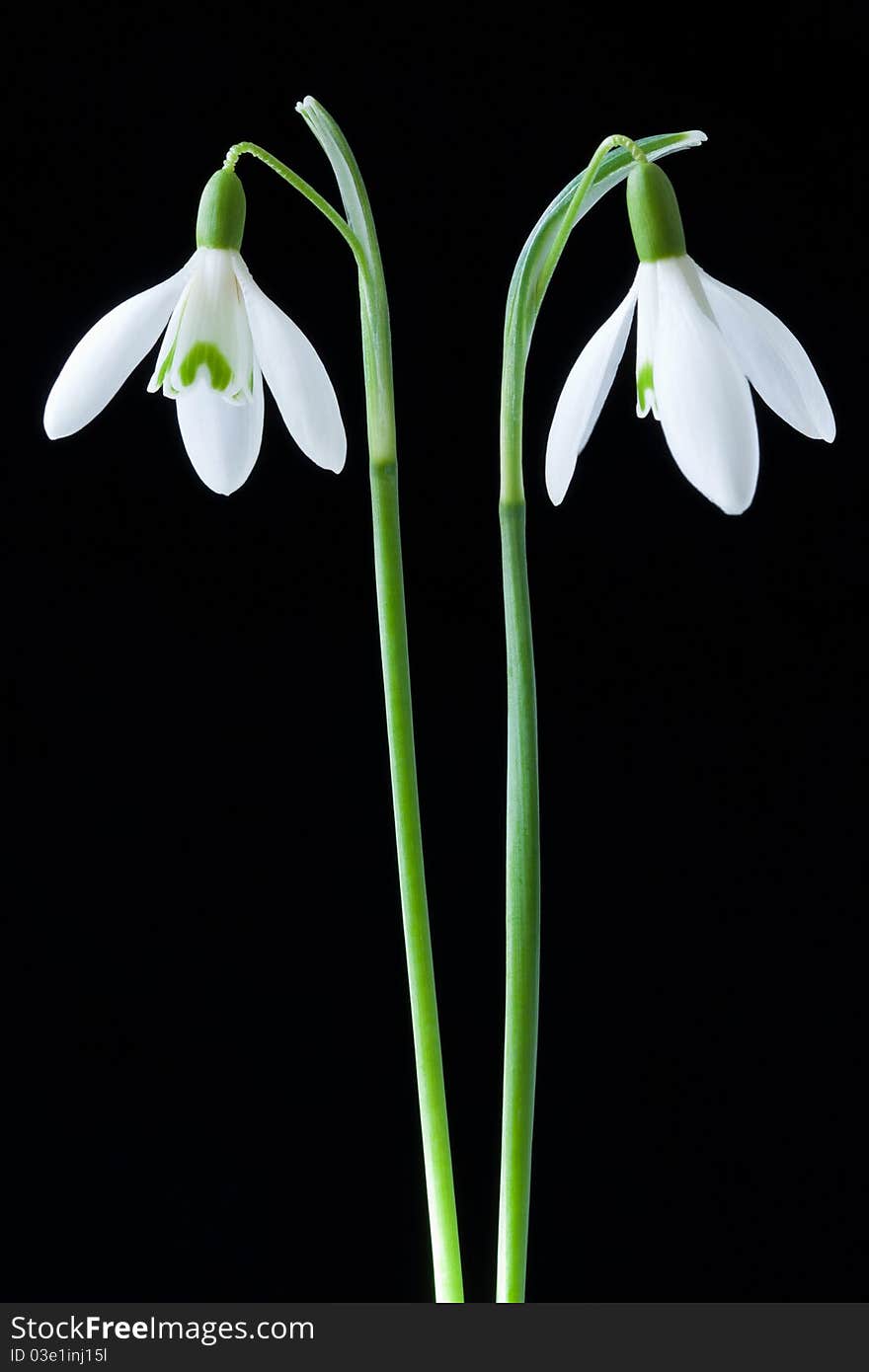 Two snowdrops