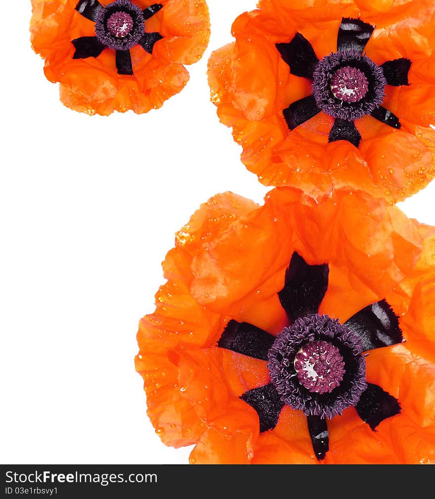 Poppies border from flowers on white  background