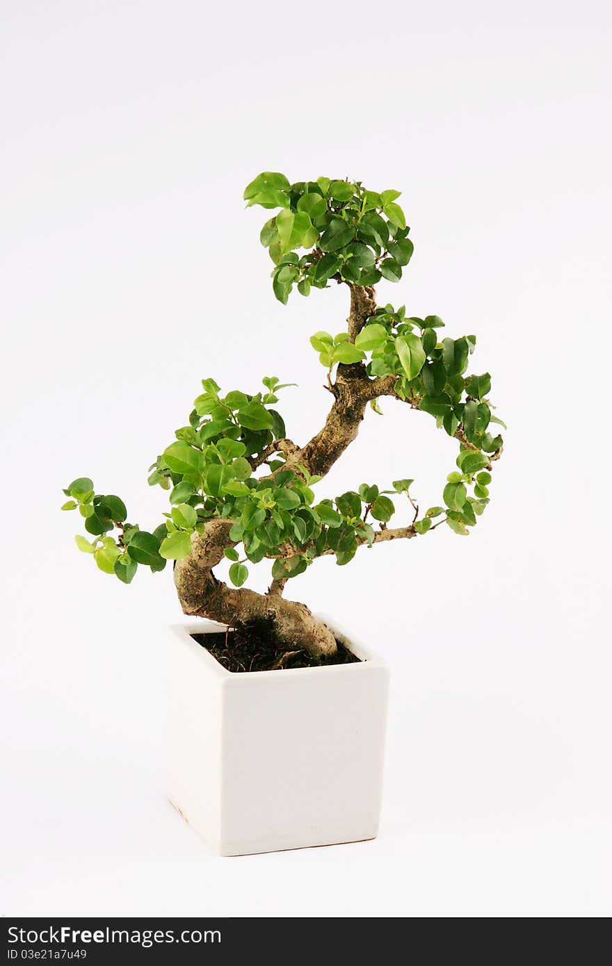 Bonzai Tree on white background