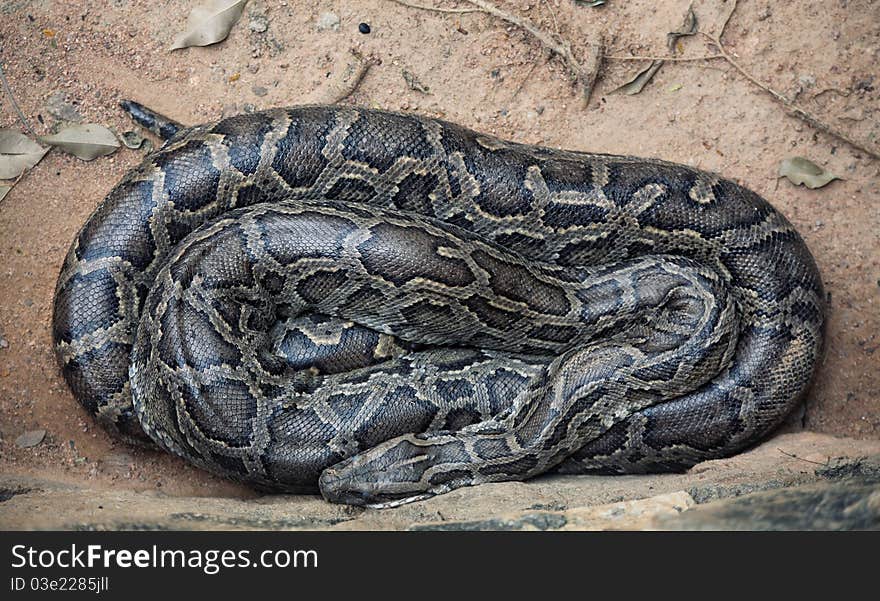 Sleeping asian python close-up photo