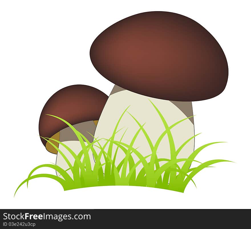 Two ceps isolated on a white background. Two ceps isolated on a white background.