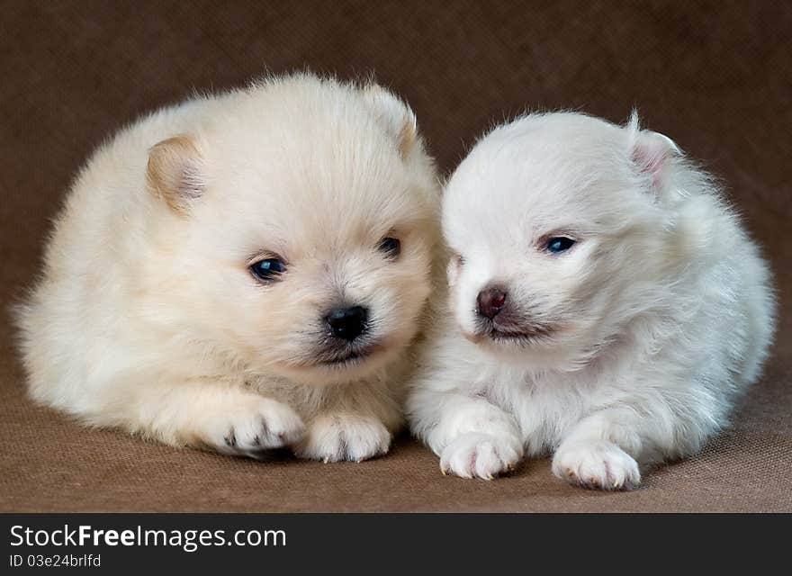 Two puppies of the spitz-dog in studio on a neutral background