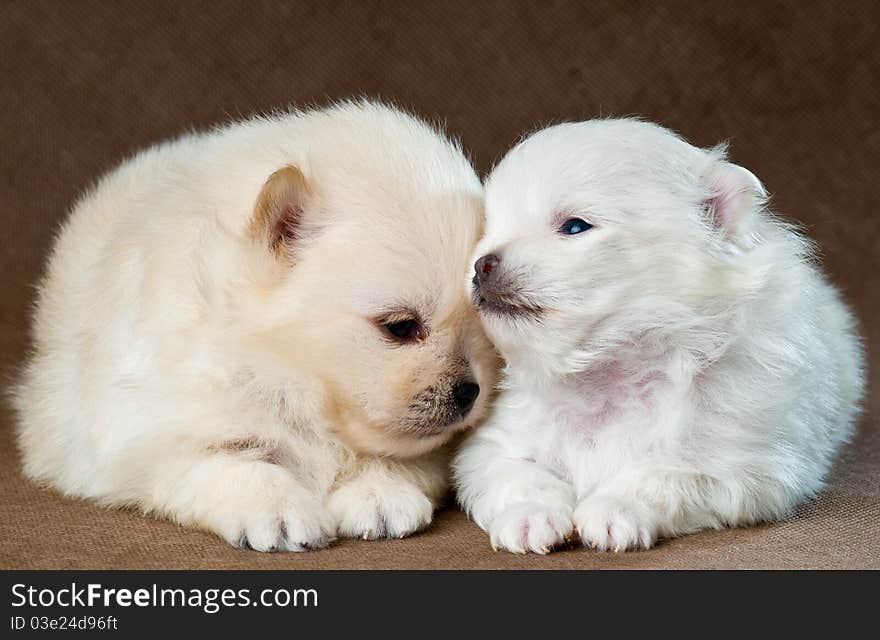 Two puppies of the spitz-dog in studio on a neutral background