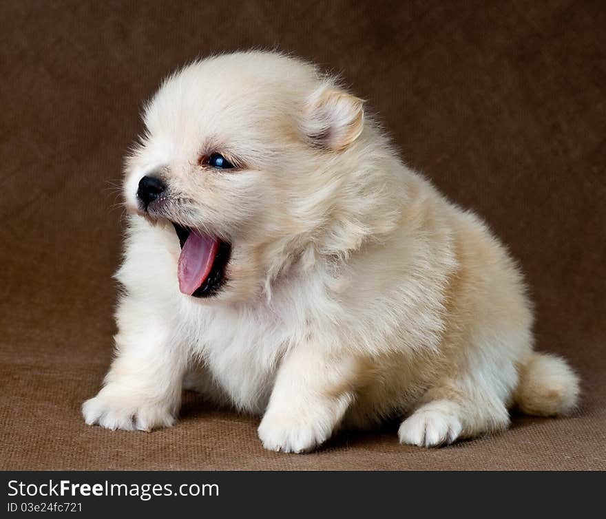 Puppiy of the spitz-dog in studio on a neutral background