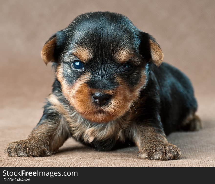 Puppy of a yorkshire terrier in studio