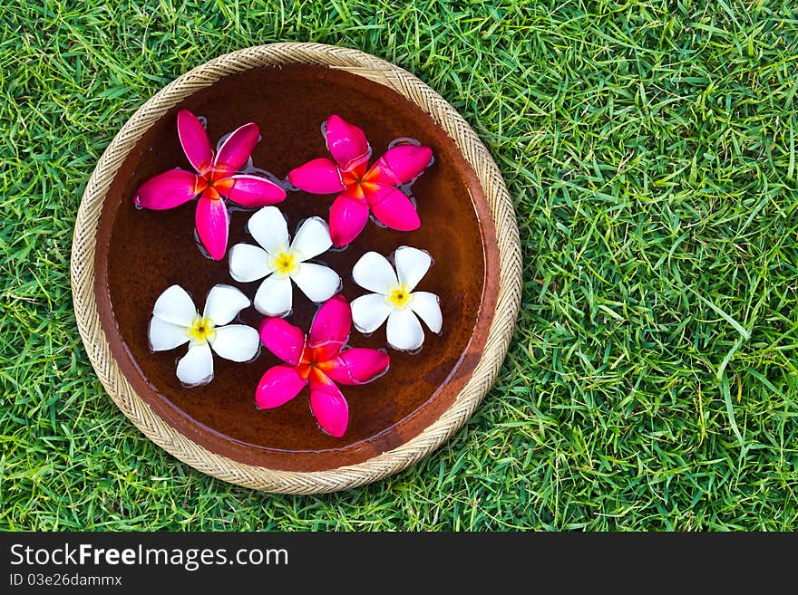 Colorful Plumeria flower floating in the ancient bowl place on green grass