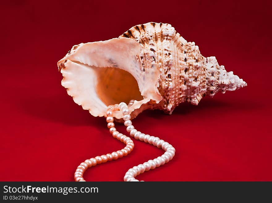 Sea shell with coral beads on red background