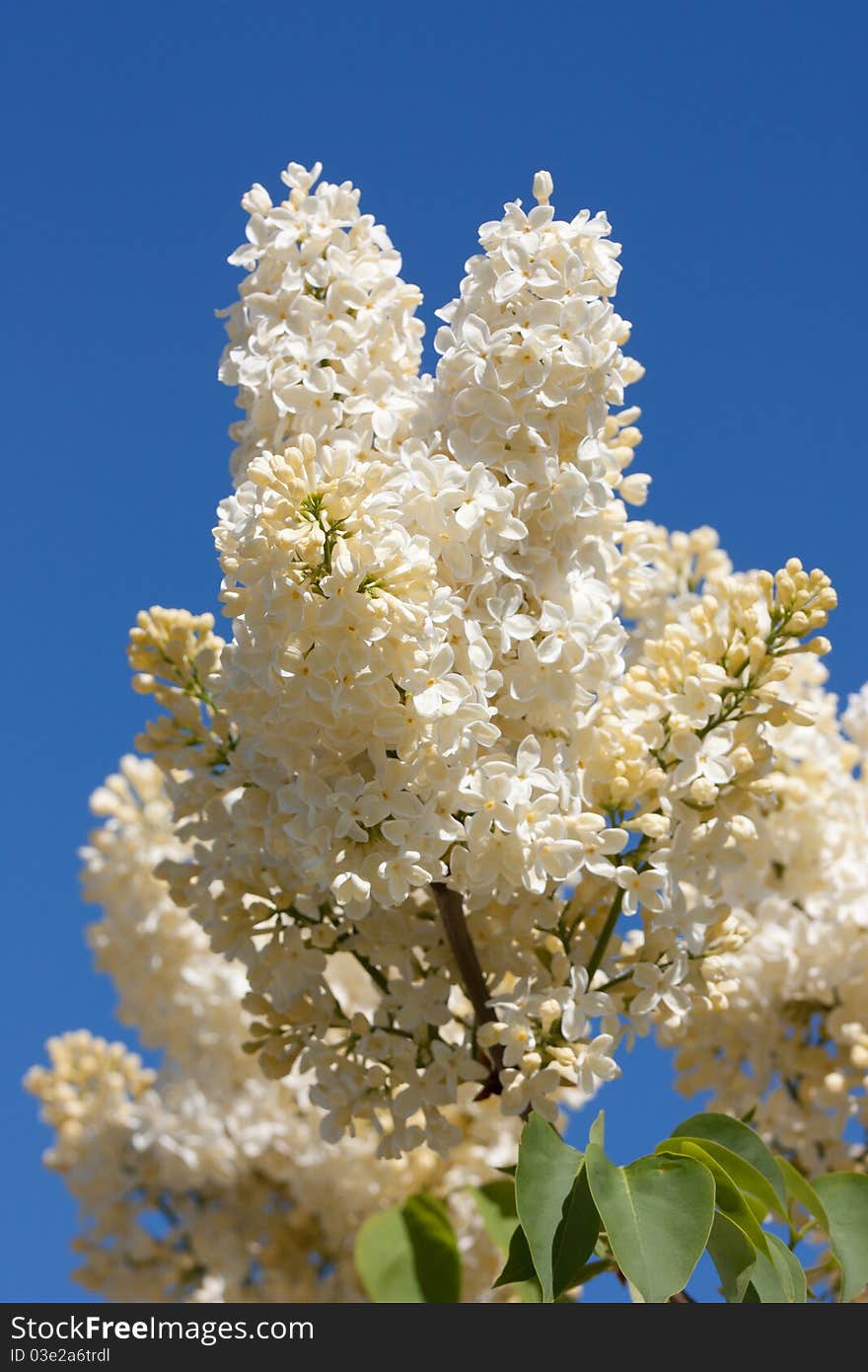 Beige lilac against blue sky