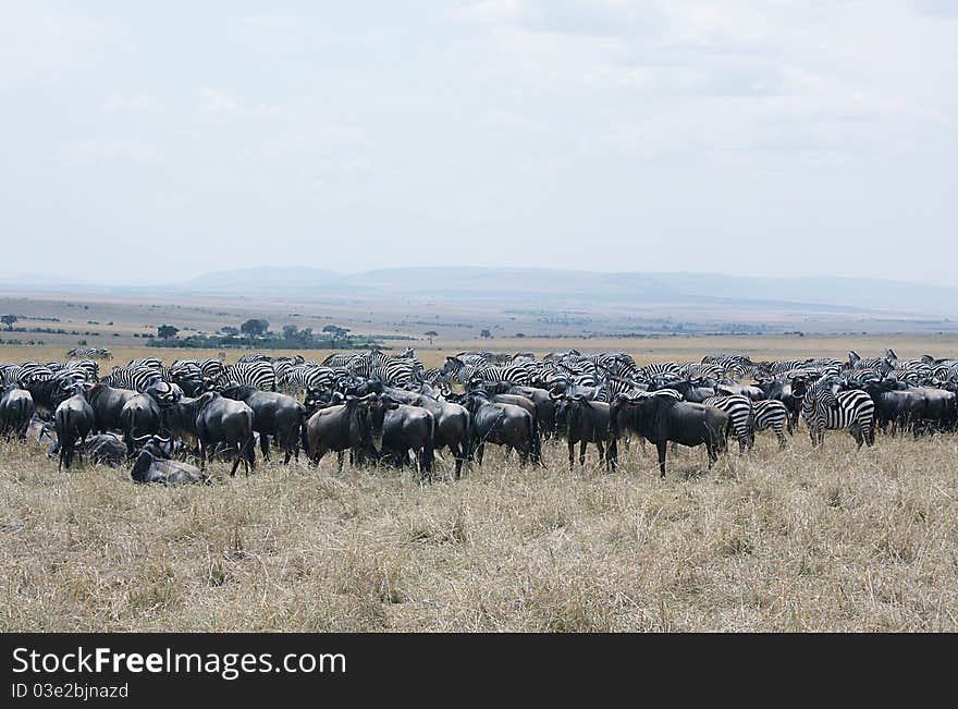 On location shot of the annual mass migration in a game reserve in Kenya, Africa. On location shot of the annual mass migration in a game reserve in Kenya, Africa