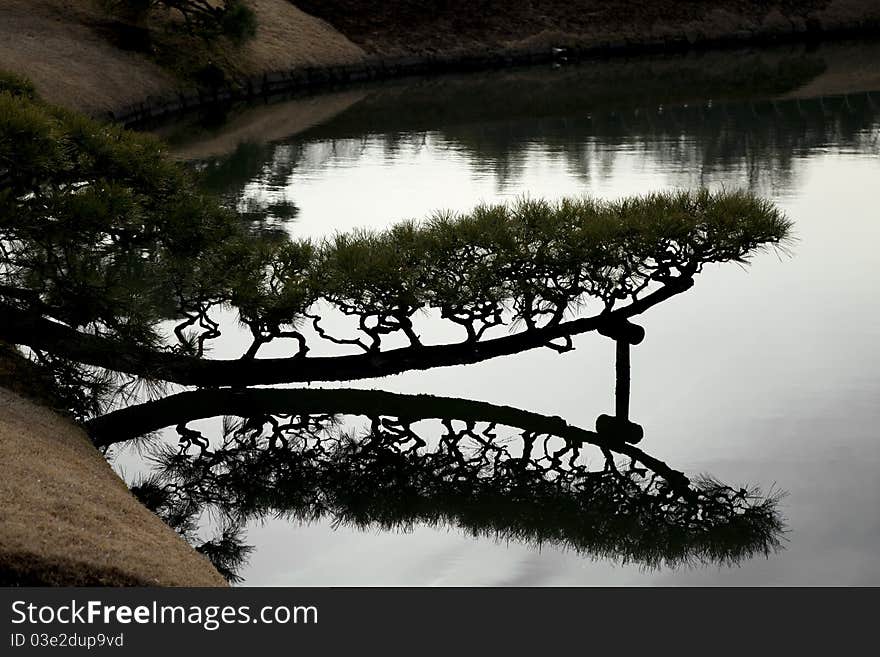 Shilouette of a Japanese pine tree over a lake in a Japanese landscaped garden. Shilouette of a Japanese pine tree over a lake in a Japanese landscaped garden